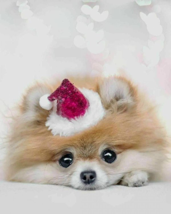 померанские шпицы