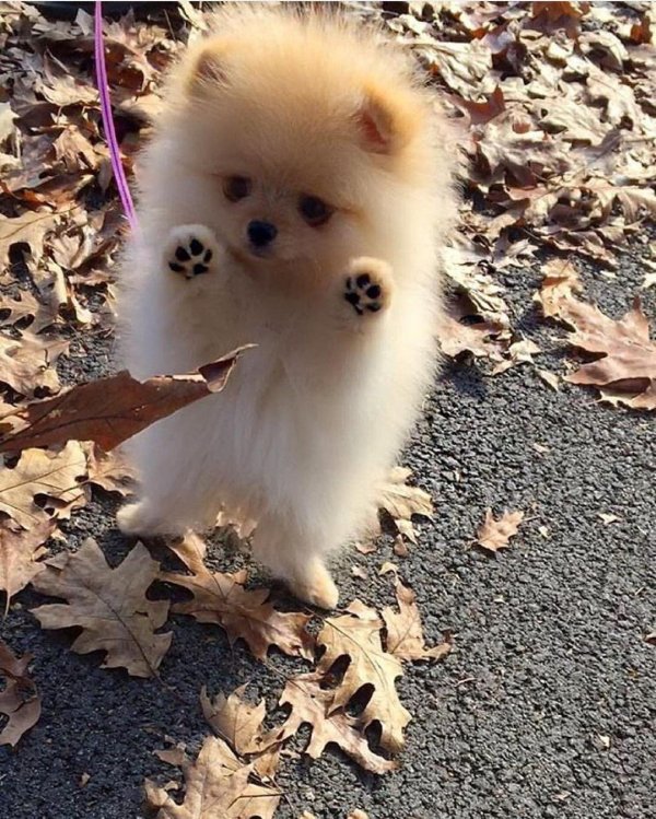 шпиц померанский