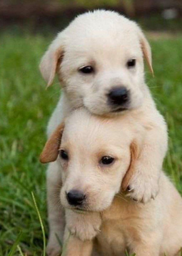 лабрадор порода