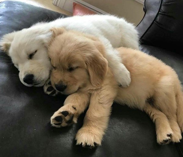 puppy golden retriever