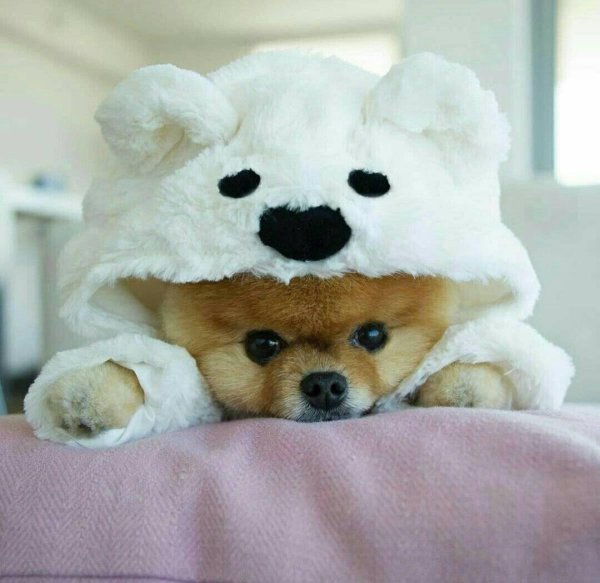 шпиц jiffpom