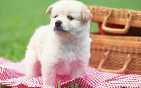 милые собачки