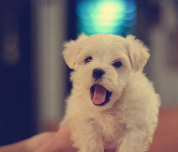 мальтийская болонка