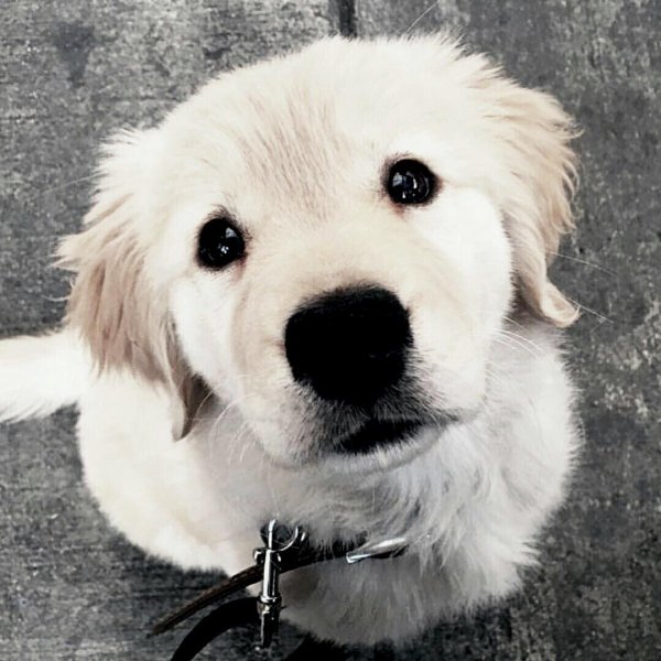 puppy golden retriever