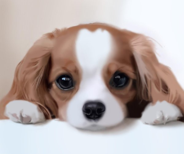 кинг чарльз спаниель