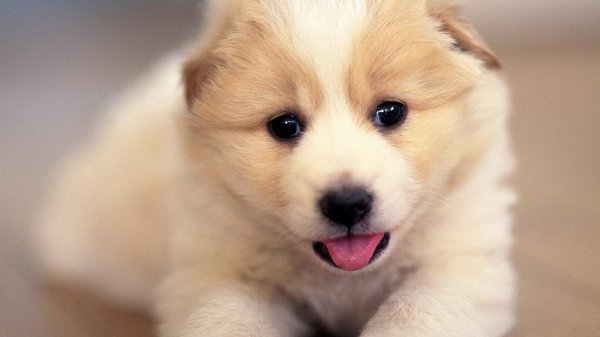 милые щеночки