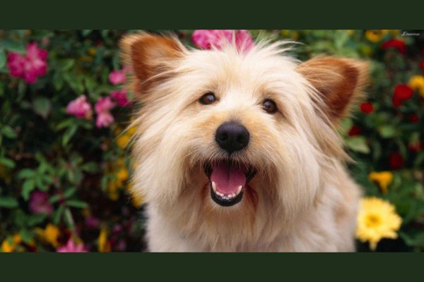 разные породы собак