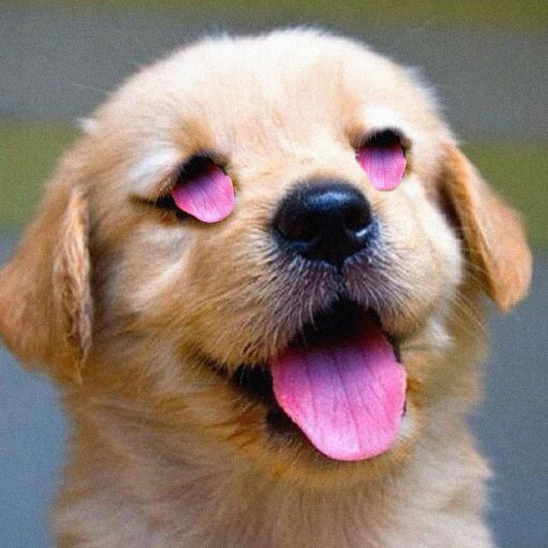 golden retriever puppy