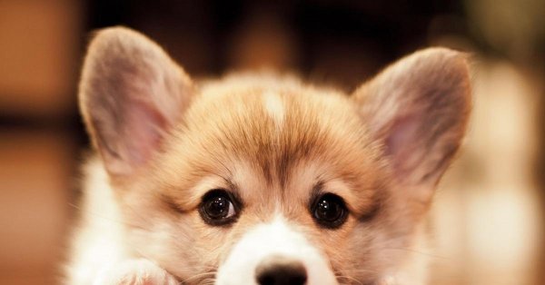 вельшкорги пемброк