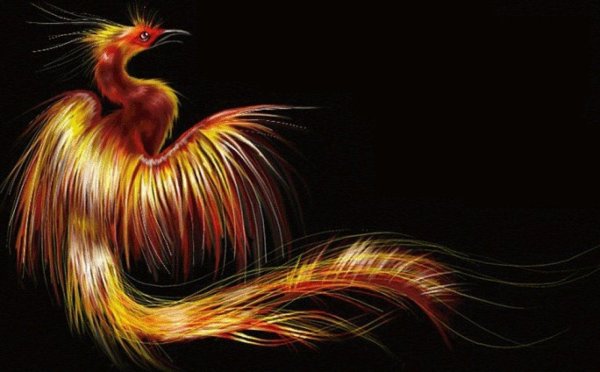 хвост жар птицы