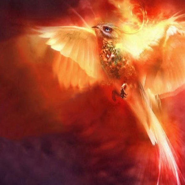 птицы феникс