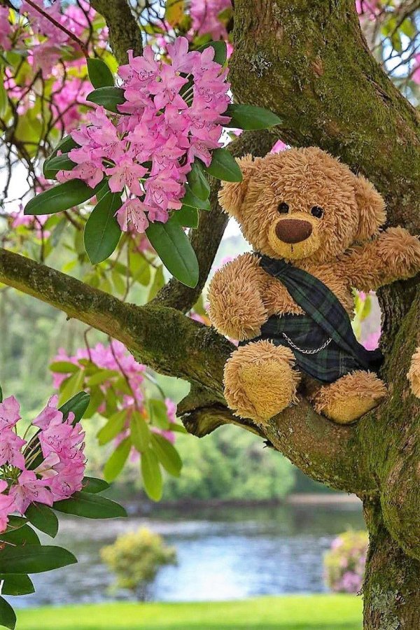 весна медвежонка