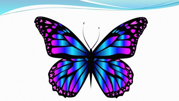 бабочка яркая