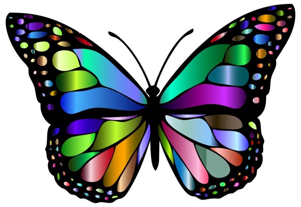 радужная бабочка
