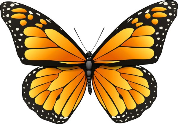 оранжевая бабочка