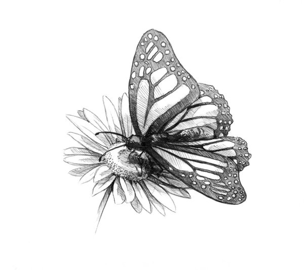 рисунки бабочек карандашом