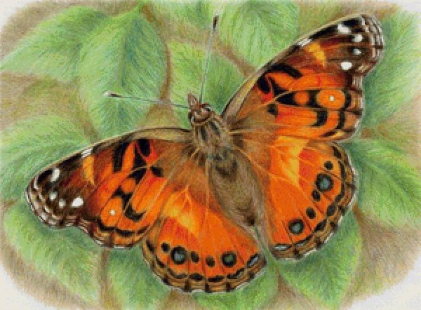 репейница vanessa cardui