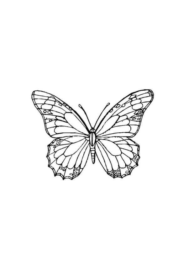 раскраска бабочек