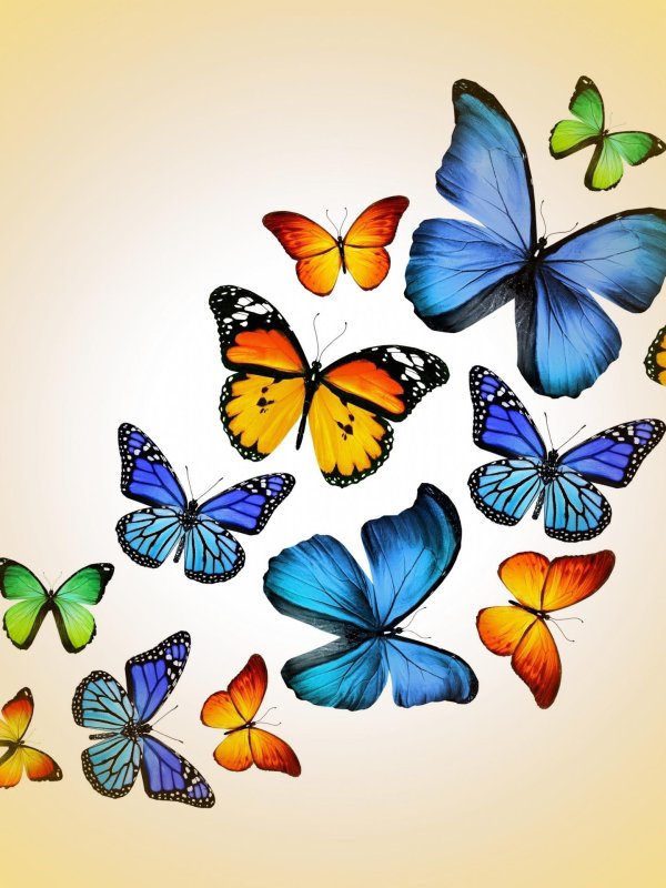 много бабочек