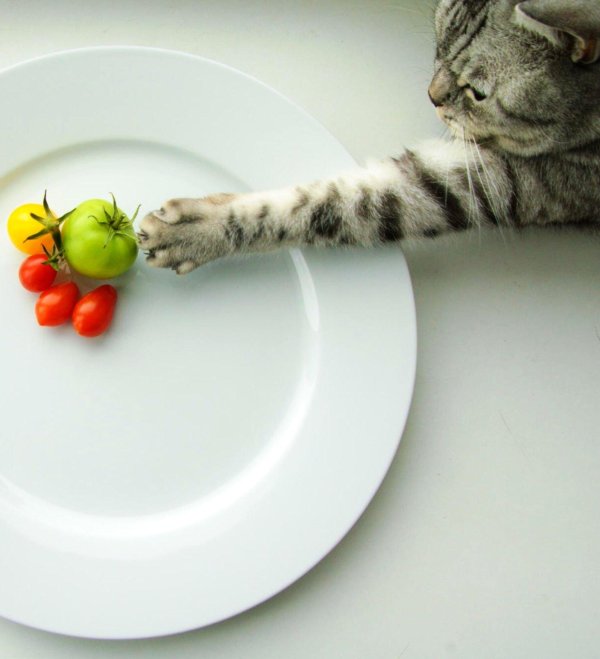 кот в тарелке