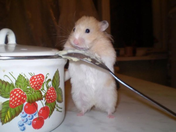 смешной хомячок