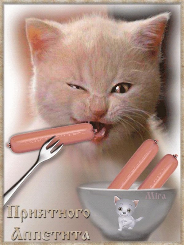 кот с сосисками