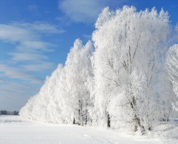 белые березы