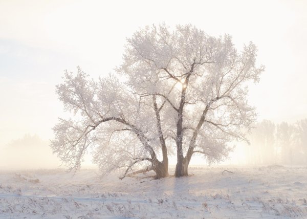 зимнее дерево