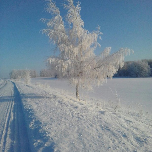 береза белая