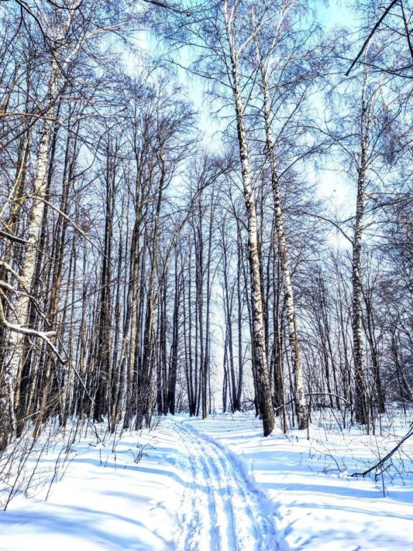 березовая роща зимой