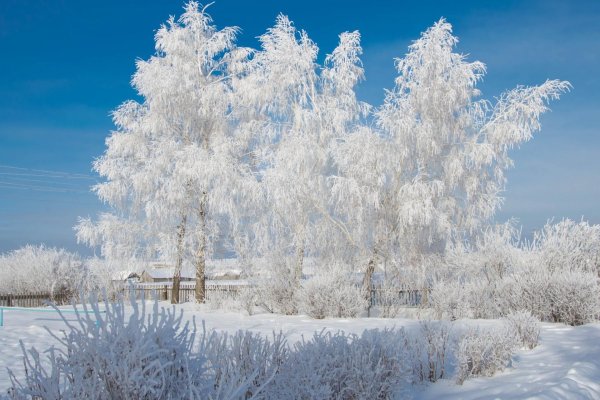 береза белая