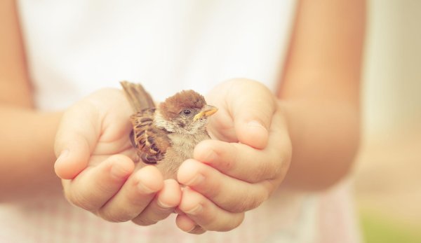 воробей птенец