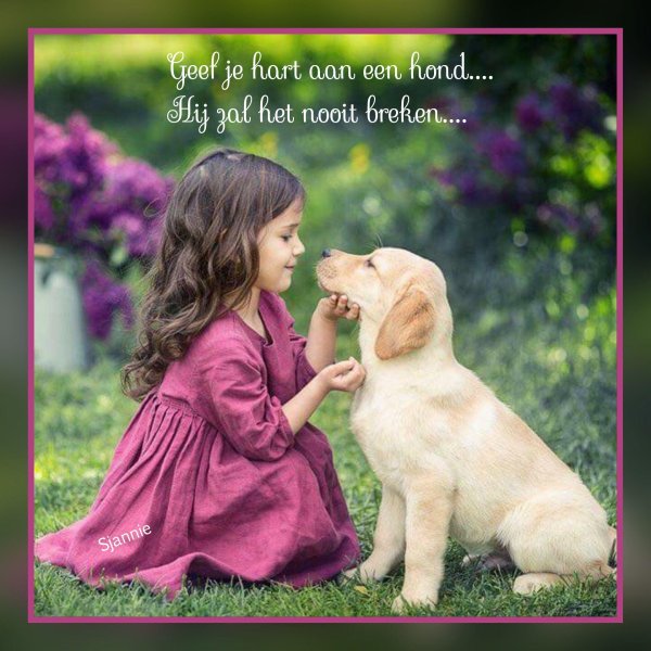 золотистый ретривер лабрадор