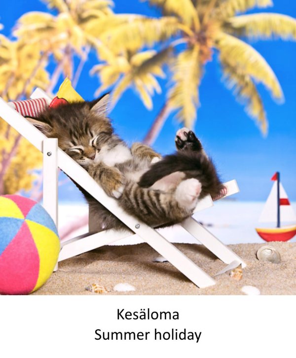 кошка в отпуске