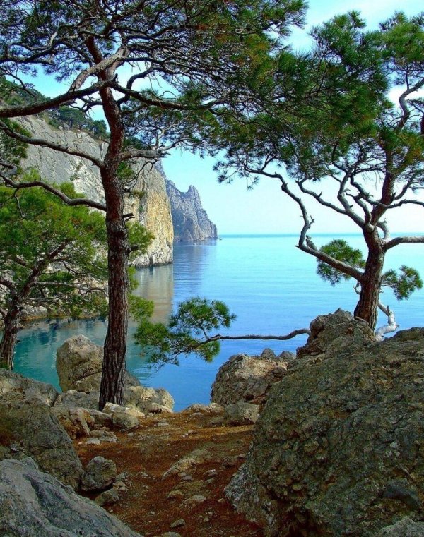 сосна станкевича мыс айя