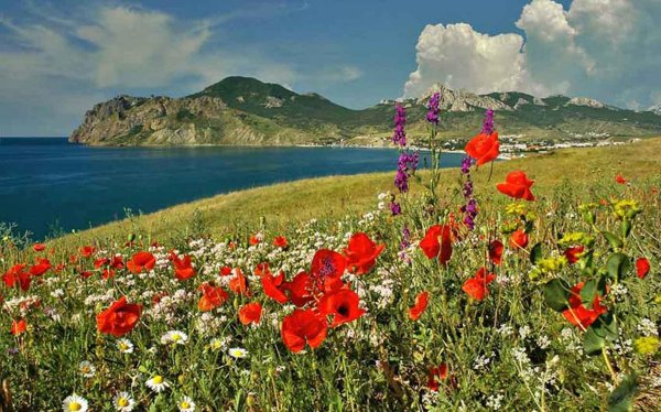 алые маки иссыккуля