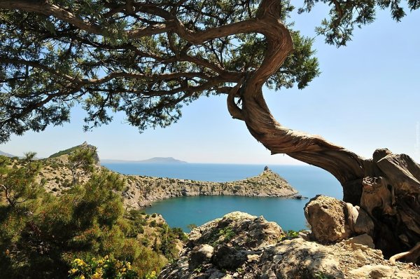 можжевеловая роща новый свет