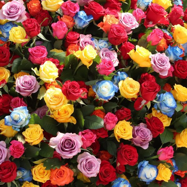 букет разноцветных роз