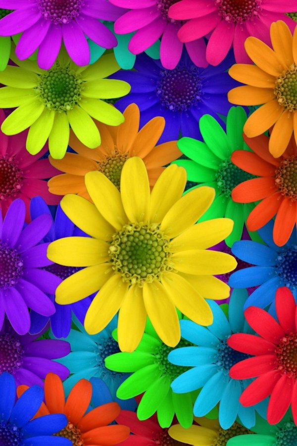 цветочки разноцветные