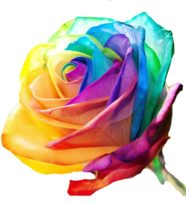 радужные цветы