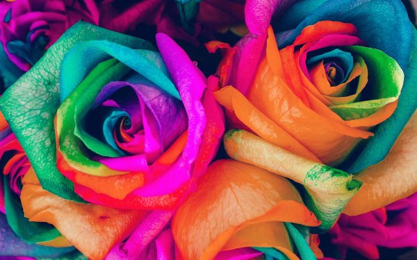 цветок разноцветный