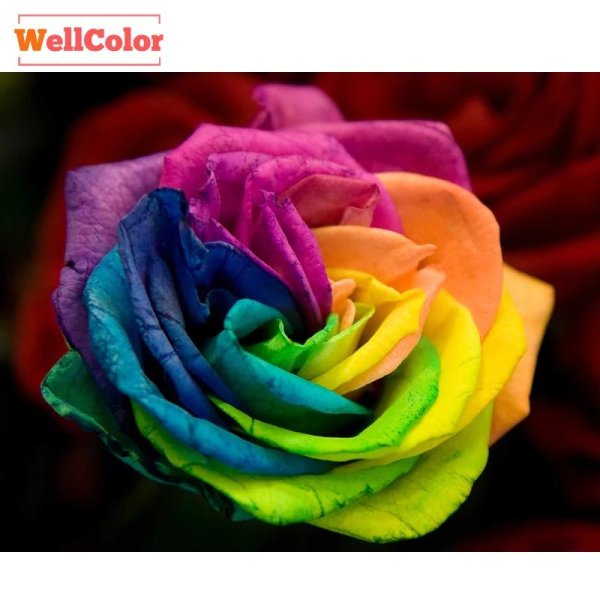 цветная роза