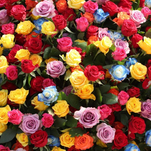 букет разноцветных роз