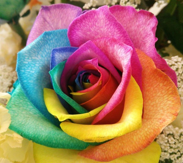 радужные цветы