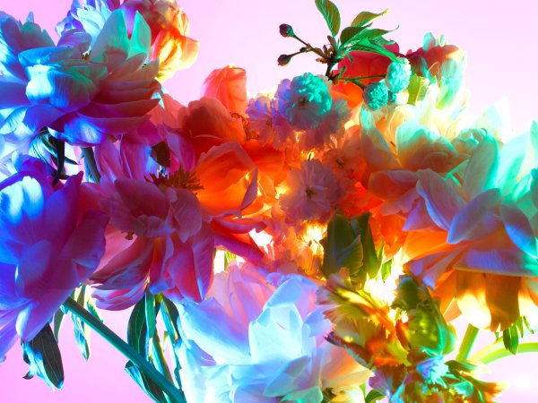 красочные цветы