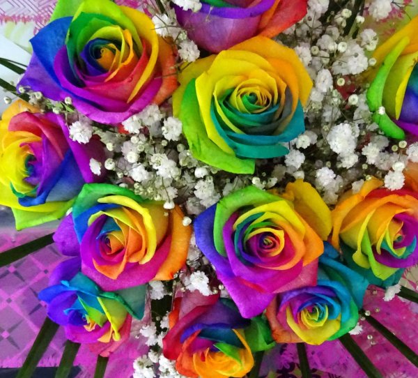 рейнбоу цветок