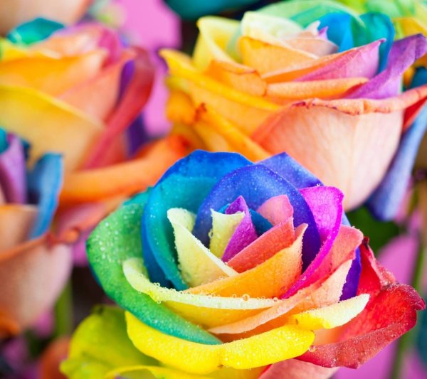 радужные цветы