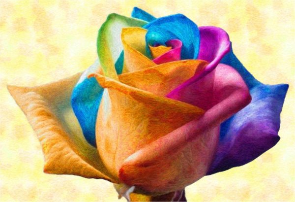 цветы розы разноцветные