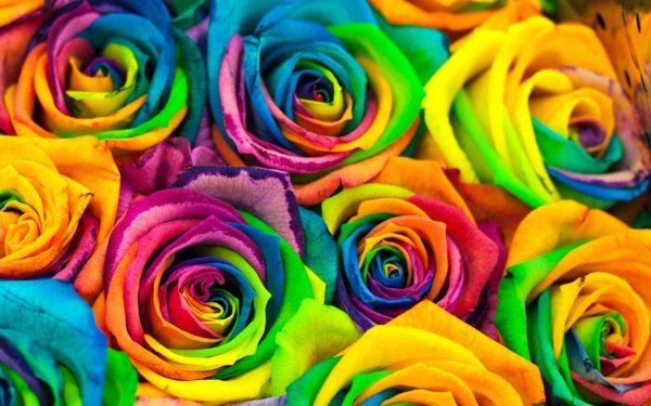 цветок разноцветный