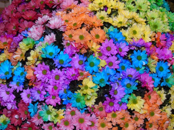 хризантема антонов рейнбоу